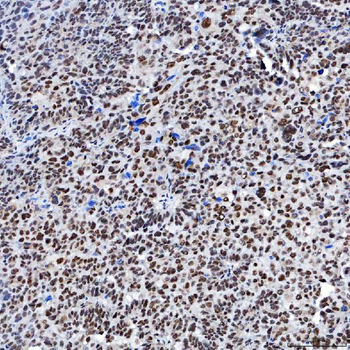 SF3A1 Rabbit Polyclonal Antibody