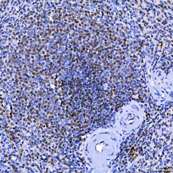 SF3A1 Rabbit Polyclonal Antibody