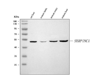 Antithrombin III/SERPINC1 Antibody