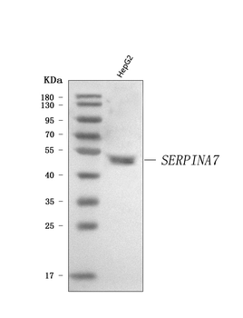 Thyroxine Binding Globulin/SERPINA7 Rabbit Polyclonal Antibody