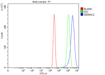 SERINC2 Rabbit Polyclonal Antibody