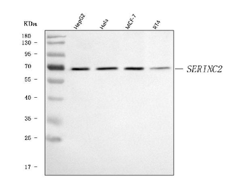 SERINC2 Rabbit Polyclonal Antibody