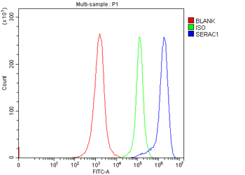 SERAC1 Antibody