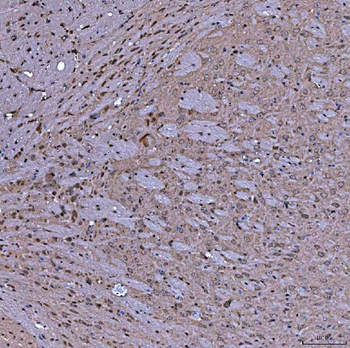 SERAC1 Antibody