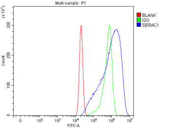 SERAC1 Antibody