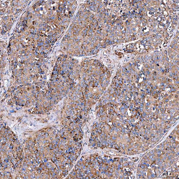 SERAC1 Antibody