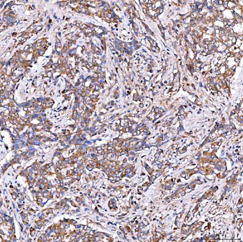 SERAC1 Antibody