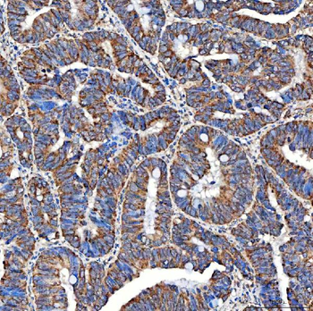 SERAC1 Antibody