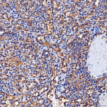 SERAC1 Antibody