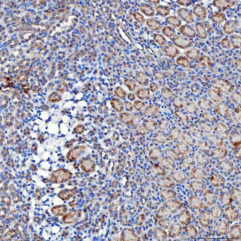 SELENOT Antibody