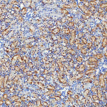 SELENOT Antibody