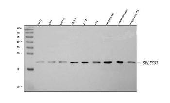 SELENOT Antibody