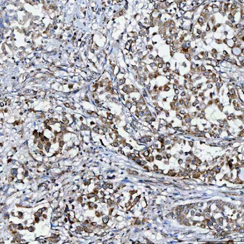 SELENOT Antibody