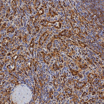 SBP/SELENBP1 Rabbit Polyclonal Antibody