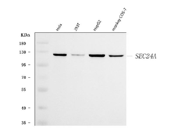 SEC24A Rabbit Polyclonal Antibody