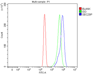 SEC23IP Antibody