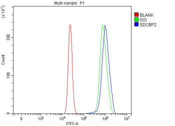 Syntenin 2/SDCBP2 Antibody