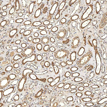 Syntenin 2/SDCBP2 Antibody