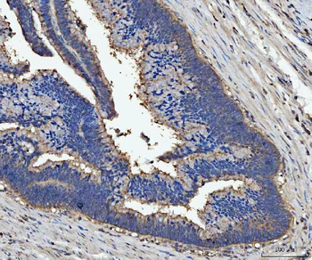 Milk Fat Globule 1/MFGE8 Rabbit Polyclonal Antibody