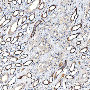 Milk Fat Globule 1/MFGE8 Rabbit Polyclonal Antibody
