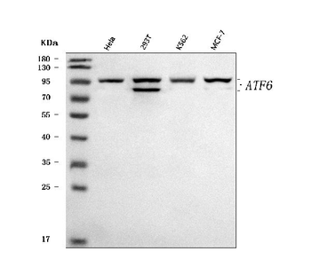 ATF6 Rabbit Polyclonal Antibody