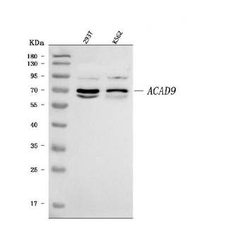 ACAD9 Rabbit Polyclonal Antibody