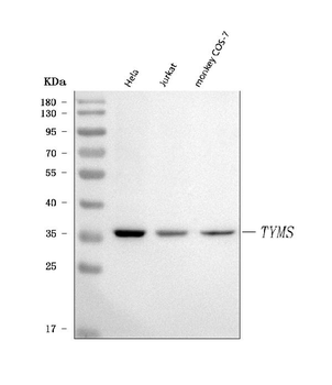 Thymidylate Synthase/TYMS Rabbit Polyclonal Antibody