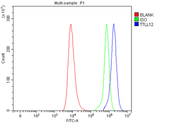 TTLL12 Rabbit Polyclonal Antibody