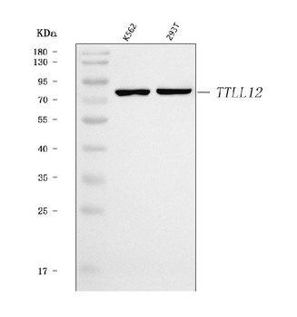 TTLL12 Rabbit Polyclonal Antibody