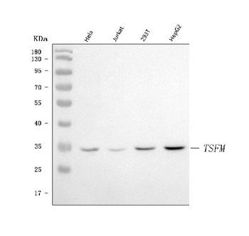 EF-Ts/TSFM/EF Rabbit Polyclonal Antibody