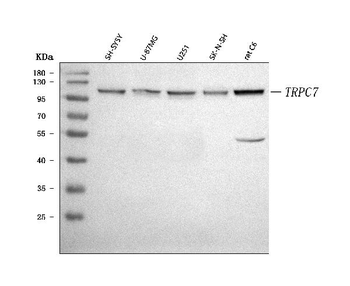 TRP 7/TRPC7 Rabbit Polyclonal Antibody