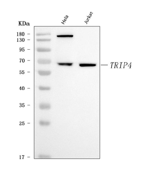 ASC1/TRIP4 Rabbit Polyclonal Antibody