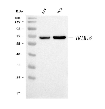 TRIM16 Rabbit Polyclonal Antibody