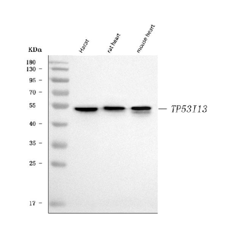 TP53I13 Rabbit Polyclonal Antibody
