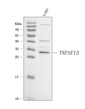 APRIL/TNFSF13 Rabbit Polyclonal Antibody