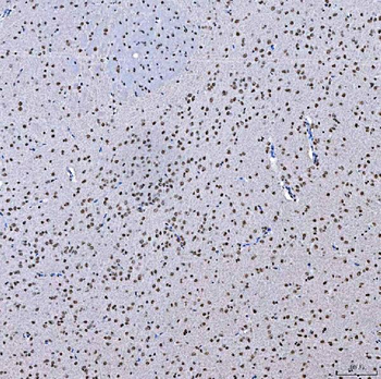 SFPQ Rabbit Polyclonal Antibody