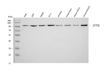 SFPQ Rabbit Polyclonal Antibody