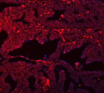 SFPQ Rabbit Polyclonal Antibody