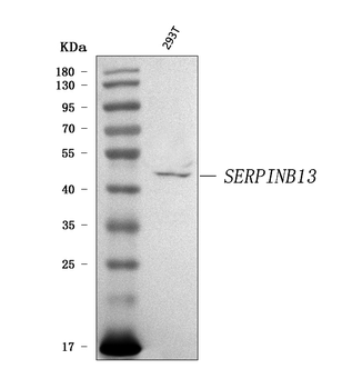 SERPINB13 Rabbit Polyclonal Antibody