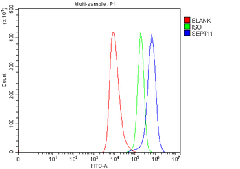 Septin 11/SEPTIN11 Rabbit Polyclonal Antibody