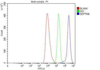 SEPT6/SEPTIN6 Rabbit Polyclonal Antibody