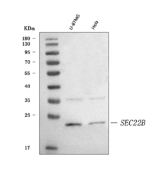 SEC22B Rabbit Polyclonal Antibody