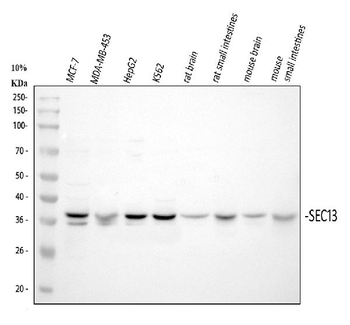 SEC13L1/SEC13 Rabbit Polyclonal Antibody
