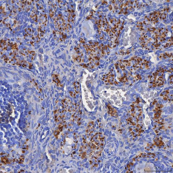 SDF2L1 Rabbit Polyclonal Antibody