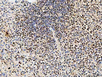 SDE2 Rabbit Polyclonal Antibody