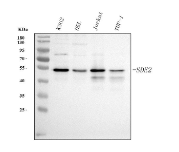 SDE2 Rabbit Polyclonal Antibody