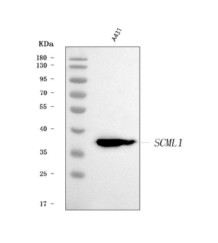 SCML1 Rabbit Polyclonal Antibody