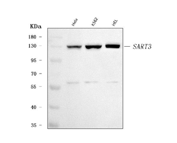SART3 Rabbit Polyclonal Antibody