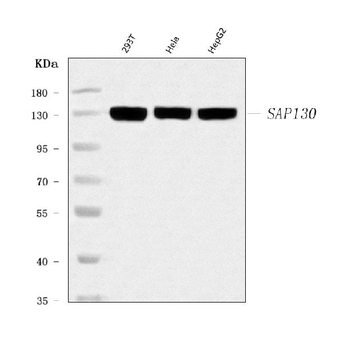 SAP130 Antibody