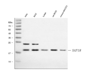 SAP18 Rabbit Polyclonal Antibody